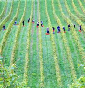 Agricoltura Agricoltura
